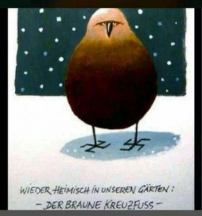 Braune Kreuzfuß