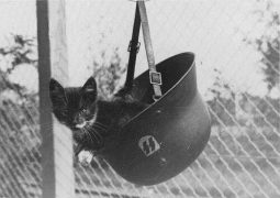 SS Helm mit Katze